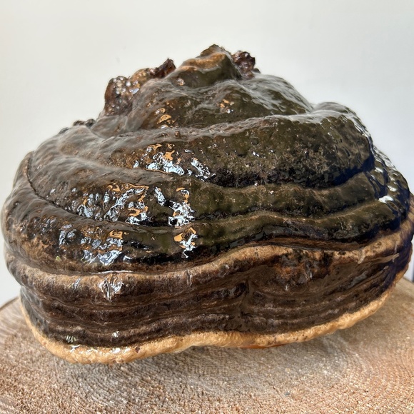 Custom designed Fungi Art - Picture 1 of 4